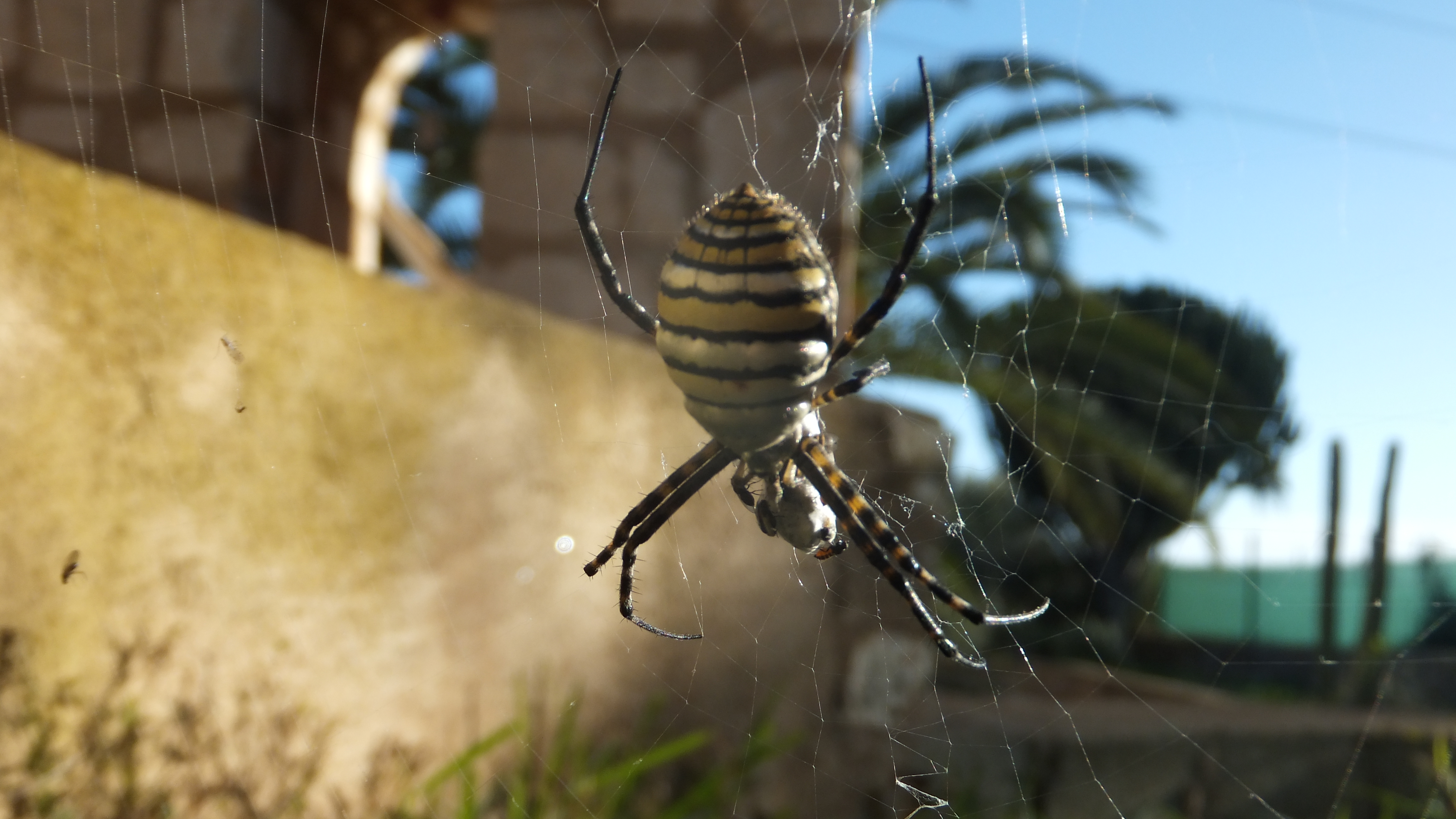 "Hoy es un buen día para sonreír y agradecer lo que tienes", QuillBot #CalaFigera